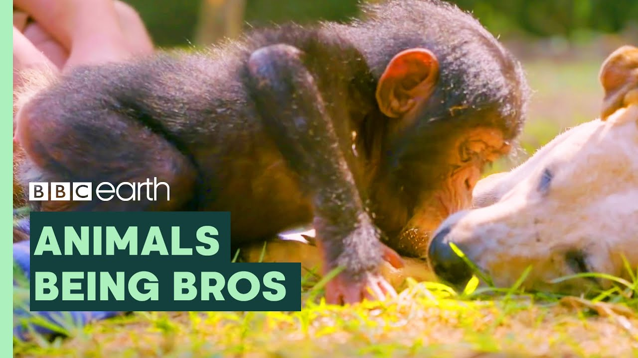 ENSPIRING.ai: Animals Being Bros - BBC Earth