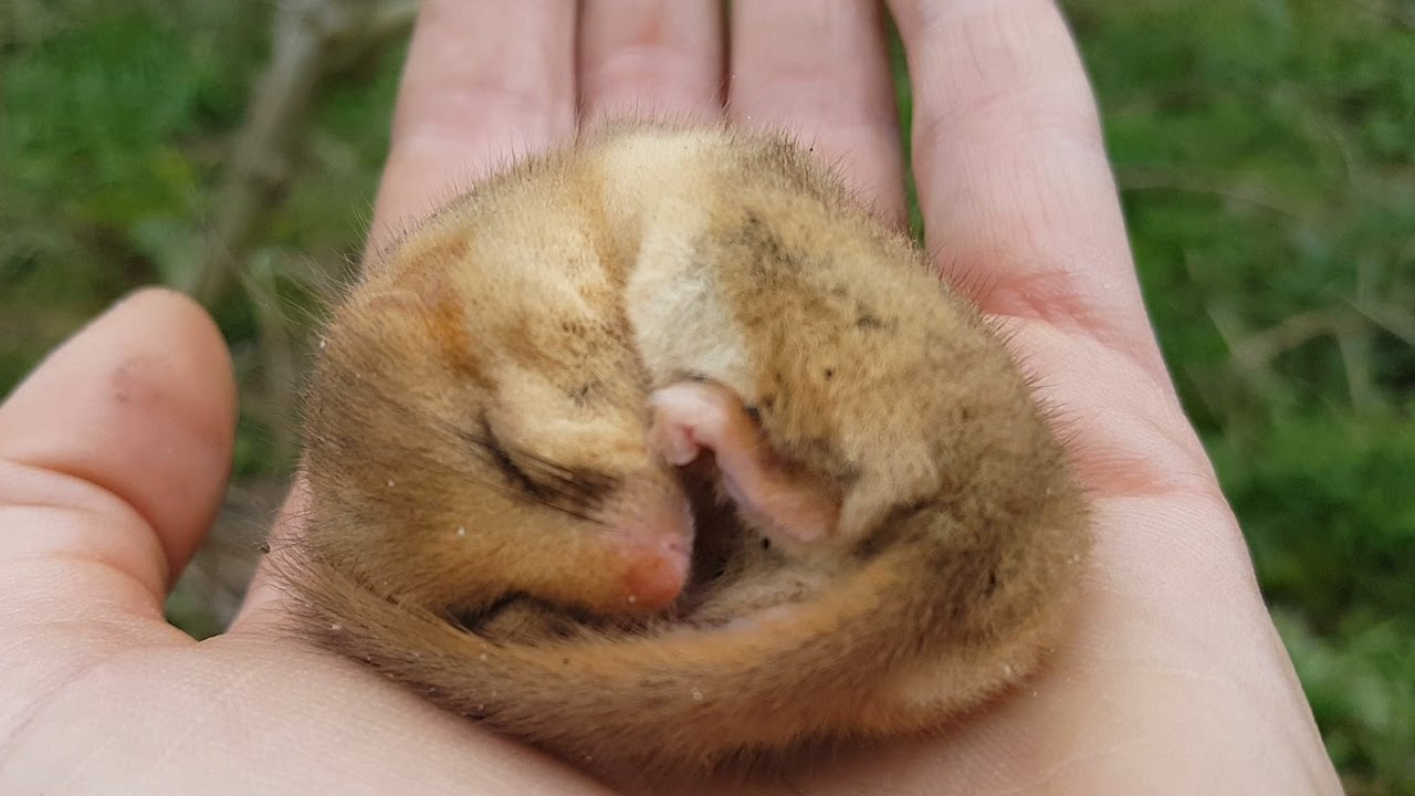 ENSPIRING.ai: Finding the Notoriously Shy Dormouse - 24 Hours With - BBC Earth