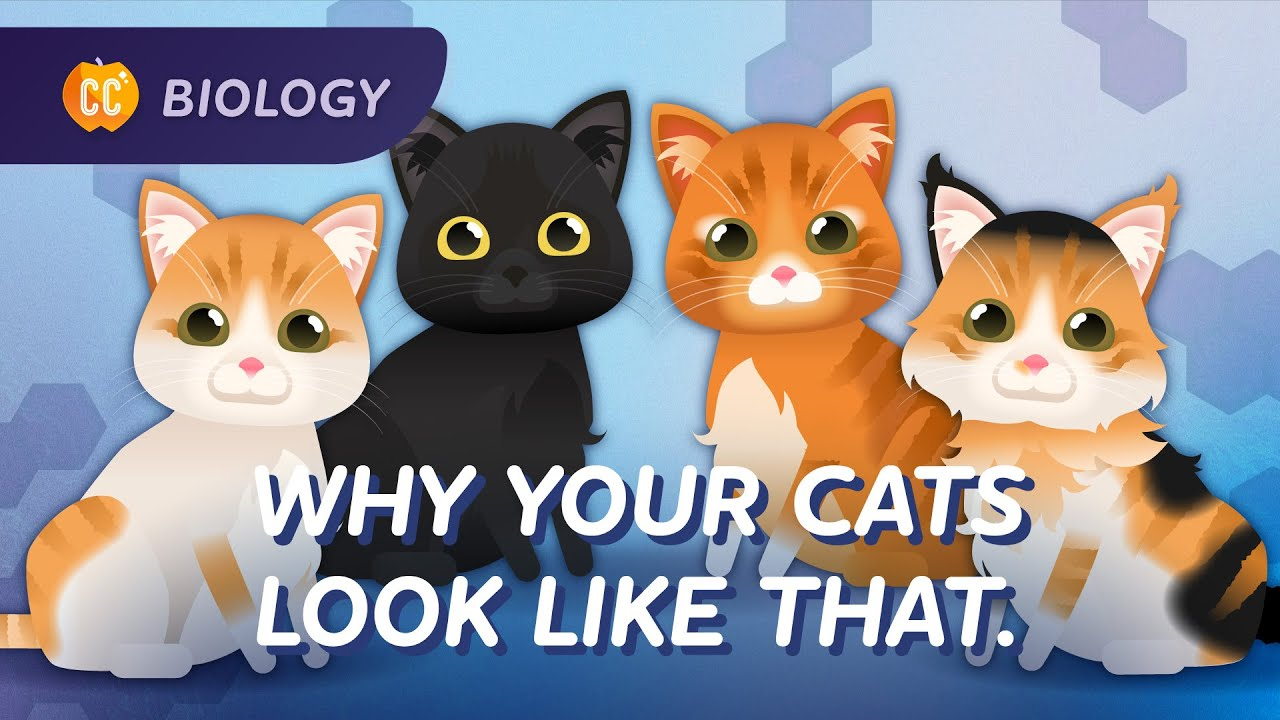 ENSPIRING.ai: Intro to Genetics - Why Your Cat Looks Like That - Crash Course Biology #31