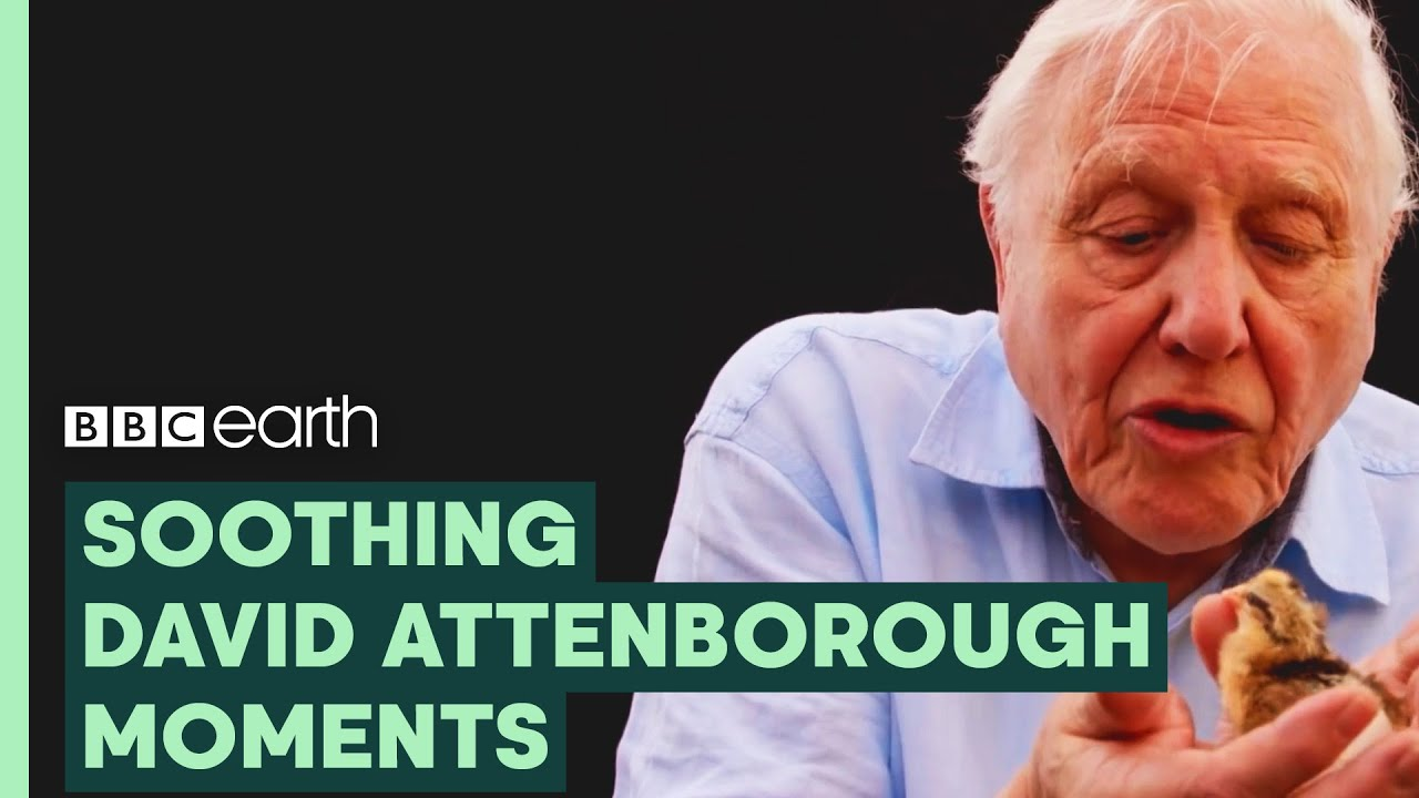 ENSPIRING.ai: Most Soothing Sir David Attenborough Moments - BBC Earth