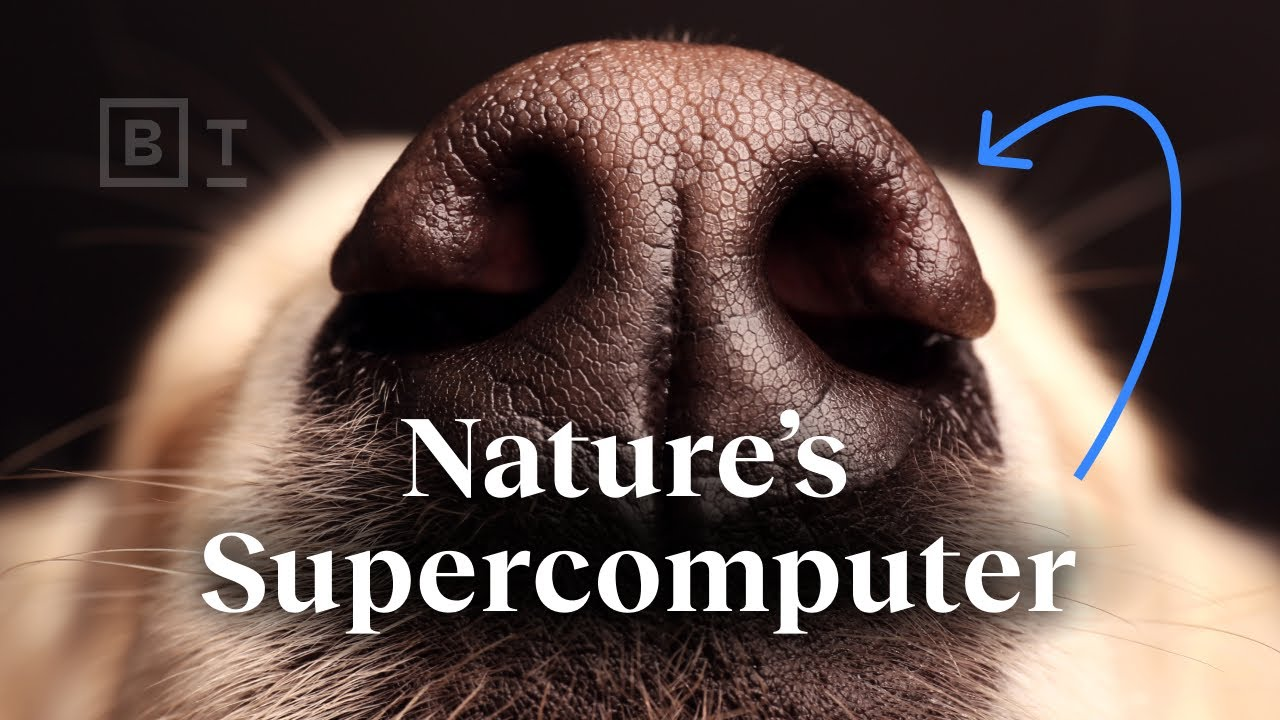 ENSPIRING.ai: Natures supercomputer lives on your dog - Ed Yong