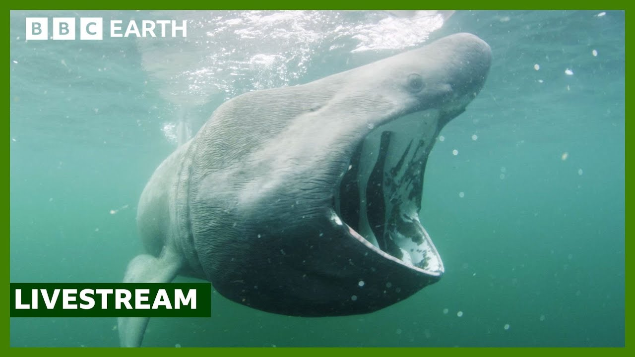 ENSPIRING.ai:  LIVE - Exploring the North Atlantic - North Atlantic - The Dark Ocean - BBC Earth