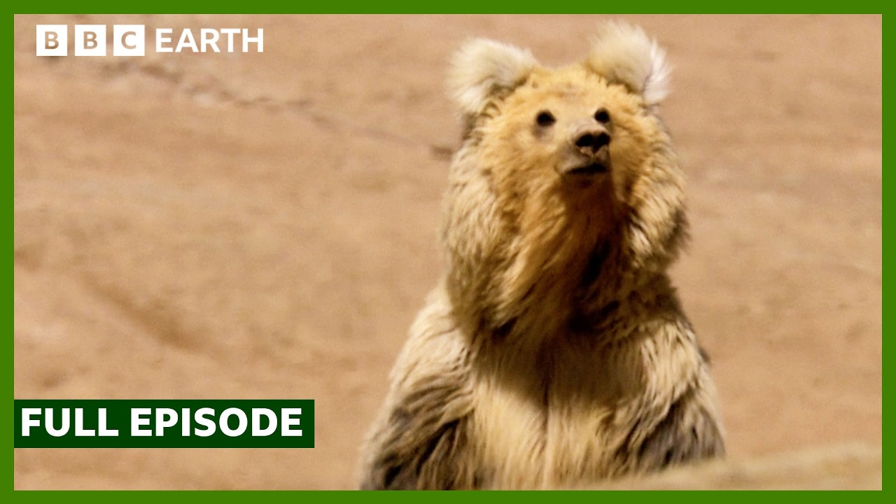 ENSPIRING.ai: FULL EPISODE - Strange Creatures of Southern China - Wild China - BBC Earth