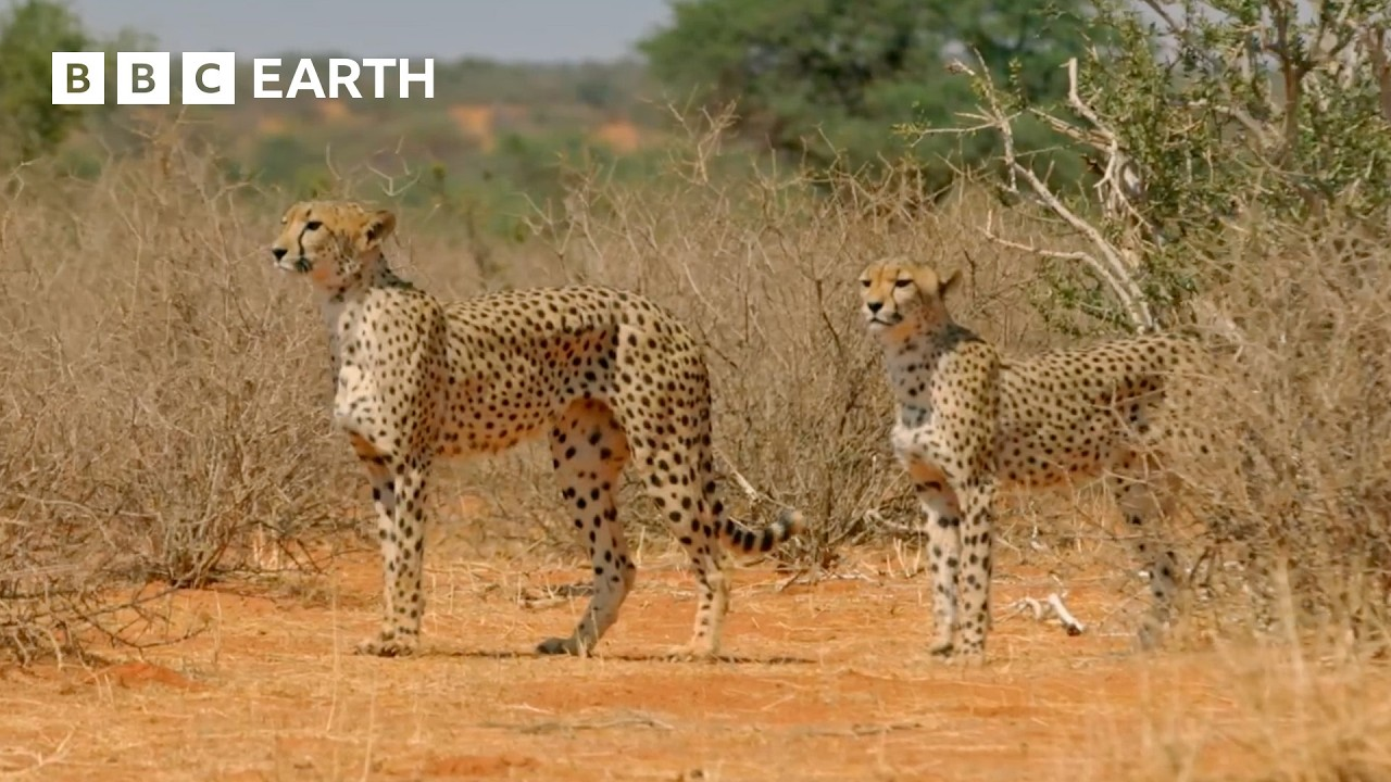 ENSPIRING.ai: Top 10 Cheetah Moments - BBC Earth