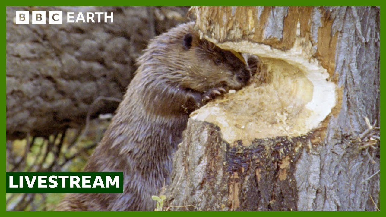 ENSPIRING.ai:  LIVE - The Wildlife of Yellowstone - BBC Earth