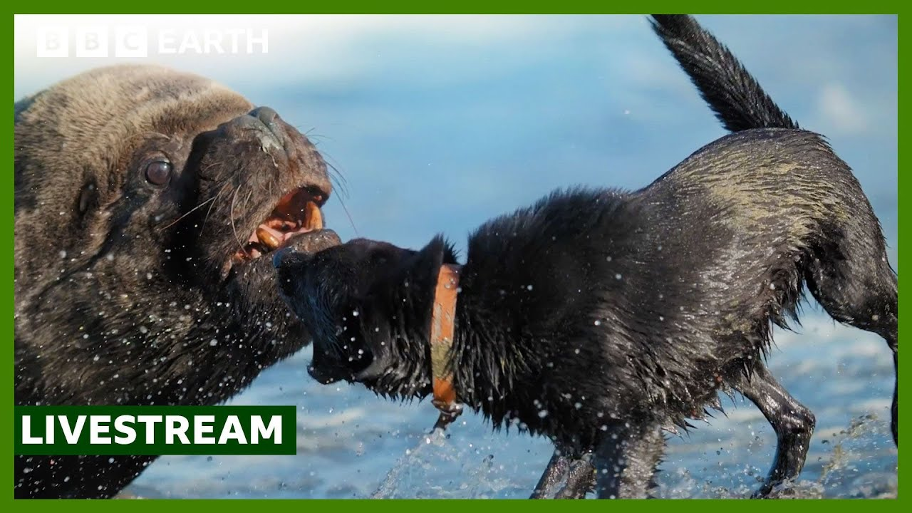 ENSPIRING.ai:  LIVE - Top 10 BBC Earth Moments of 2024 - BBC Earth