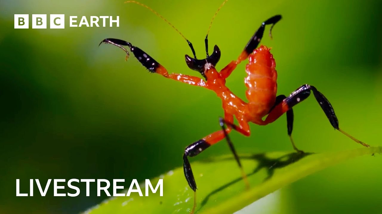 ENSPIRING.ai:  LIVE - One Hour of Amazing Insect Moments - BBC Earth