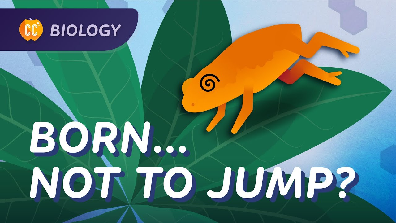 ENSPIRING.ai: Animal Behavior - Why This Toad Is Bad at Jumping - Crash Course Biology #49