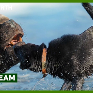 Image of: ENSPIRING.ai:  LIVE - Top 10 BBC Earth Moments of 2024 - BBC Earth