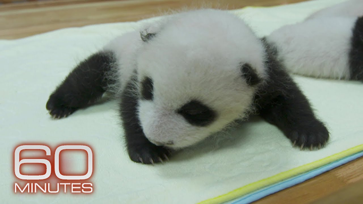 ENSPIRING.ai: A rare look inside a giant panda nursery - 60 Minutes Archive