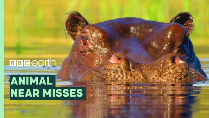 ENSPIRING.ai: Incredible Animal Escapes - BBC Earth