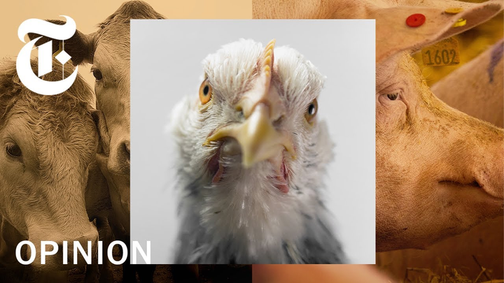 ENSPIRING.ai: See the True Cost of Your Cheap Chicken - NYT Opinion